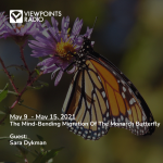 The Mind-Bending Migration Of The Monarch Butterfly